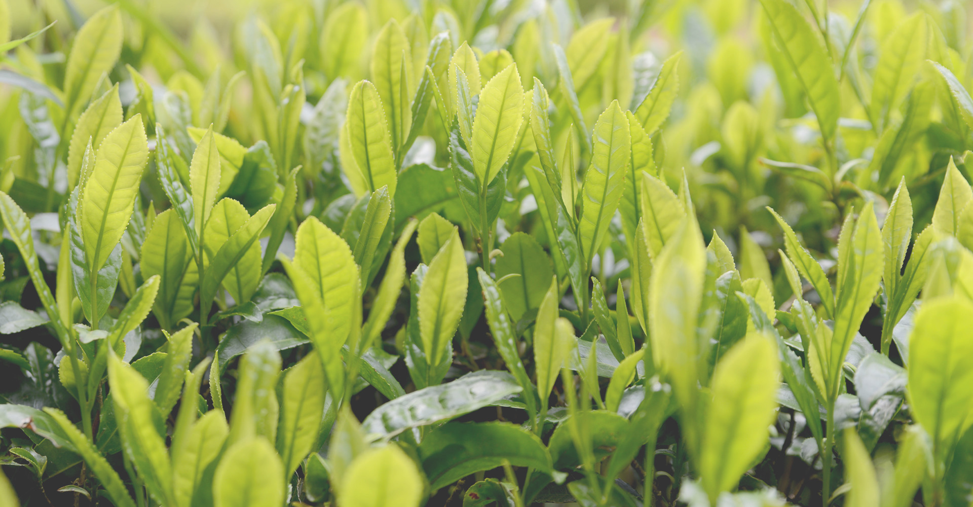 松南園にしかない、おいしい日本茶づくりを目指して。